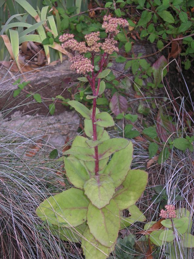 2012 - Orpin, Sedum !!! - Page 3 Imgp6508-385e757
