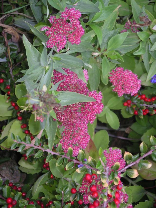 2012 - Orpin, Sedum !!! - Page 3 Imgp6507-385e6aa